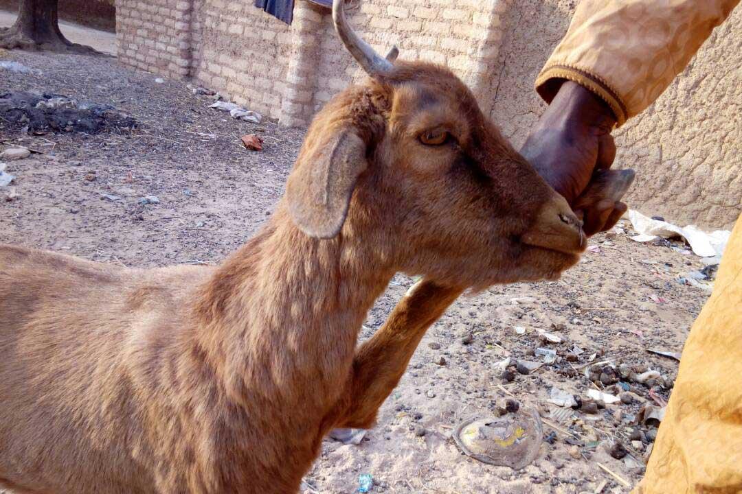 Goatpox infected goat Goat with goatpox clinical signs