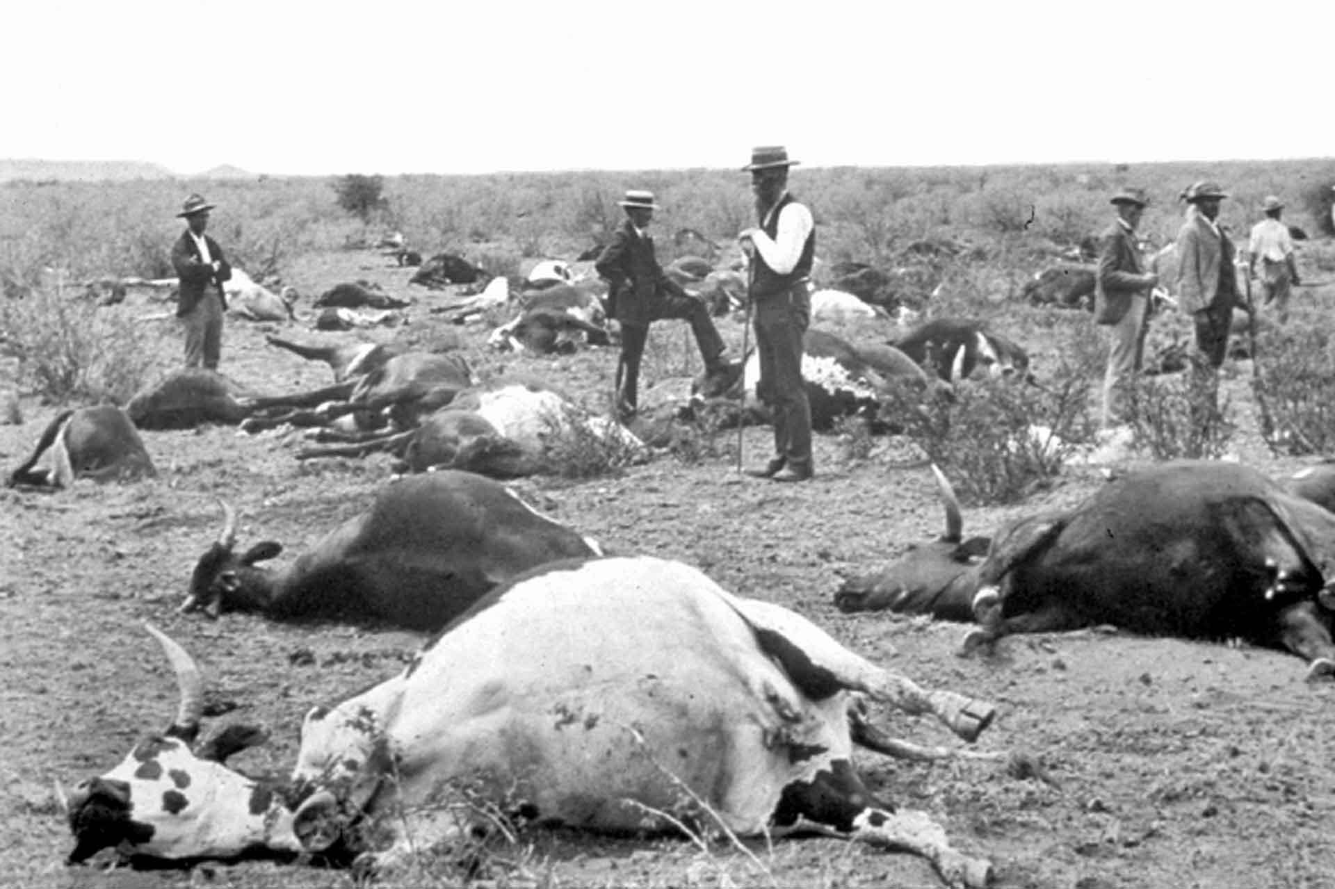 Cows dead from rinderpest in South Africa, 1896 Cows dead from rinderpest in South Africa, 1896
