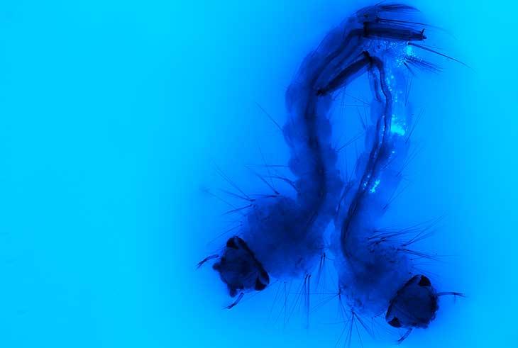 Transgenic larva - gene editing at Pirbright Transgenic larva