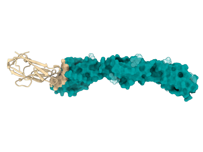 Figure shows alphaCov spike (light brown) binding with the human cell surface protein CEACAM6 (cyan).
