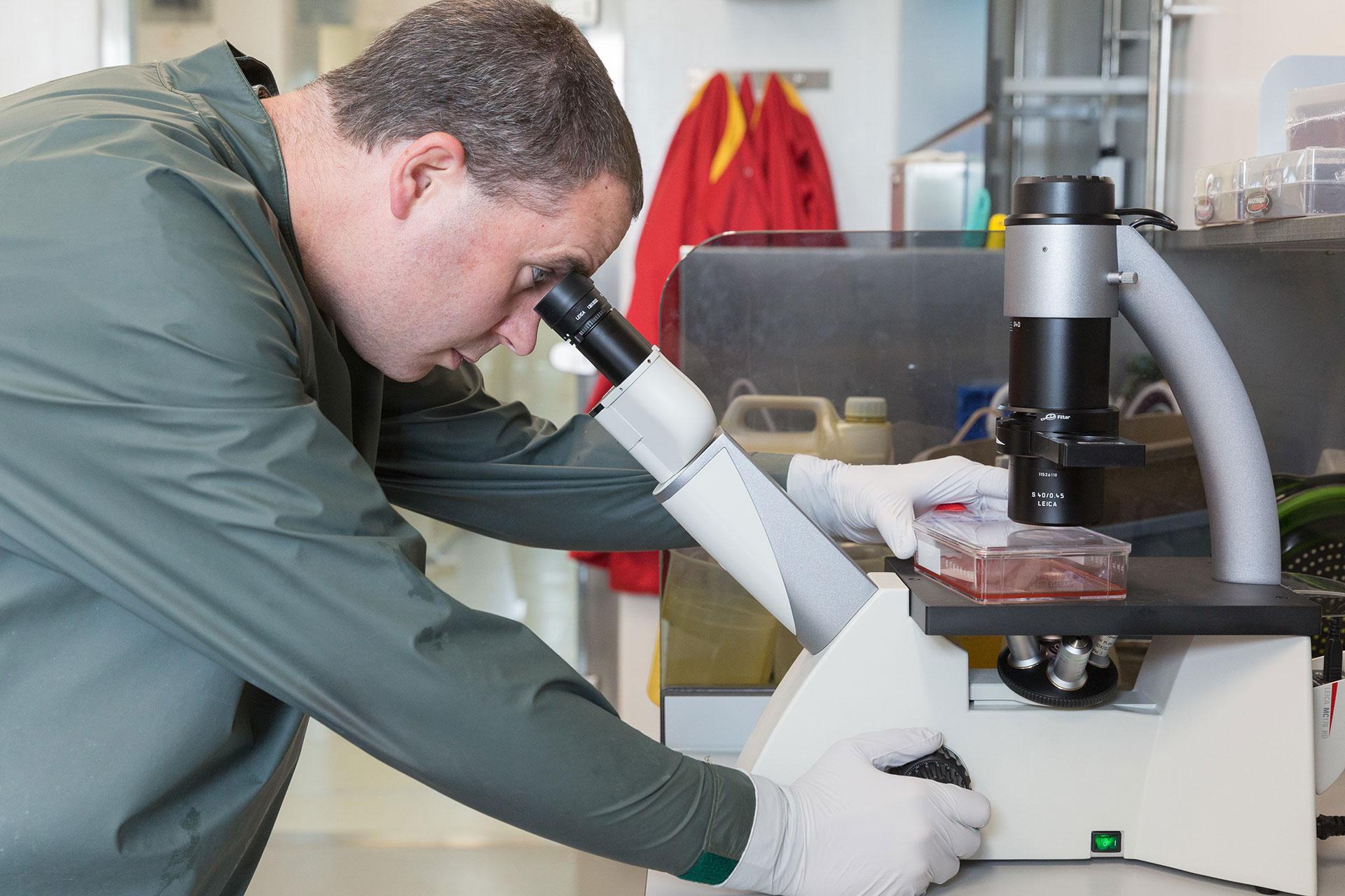 Man looking microscope at bench in lab