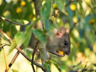 Rat eating a berry hided in a tree