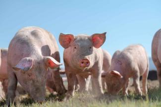 Pigs outside on grass